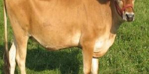 Jersey Cow