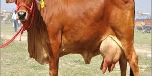 Sahiwal Cow