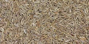 Cumin Seeds