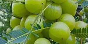 Amla