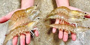 White Leg Vannamei Prawns