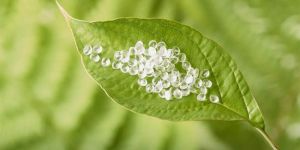 BIODEGRADABLE PLASTIC PLA GRANULES (POLY LACTIC ACID).