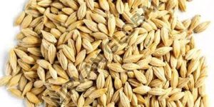 Barley Grain
