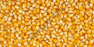 Maize Seeds