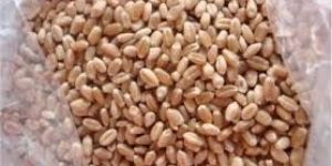 WHEAT MILLING GRADE
