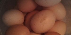 Country Chicken Egg