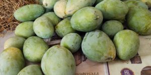 Imaam Pasand Mangoes