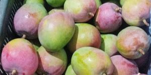 Senthuram Mango