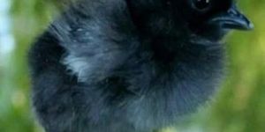 Kadaknath Chicks