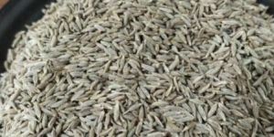 Brown Cumin Seeds
