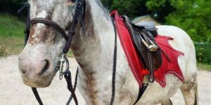 Horse Fly Mask