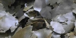 Black Mustard Deoiled Cake