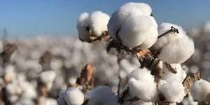 Raw Cotton