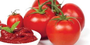 Tomato Paste Concentrate