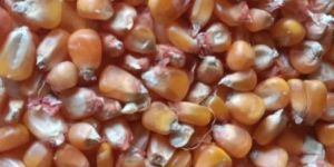 a Grade Yellow Maize