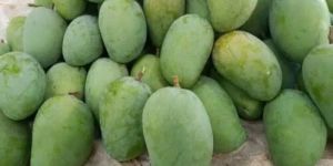 Raw KESAR Mango