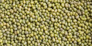 Green Moong Dal