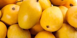 Fresh Alphonso Mangoes