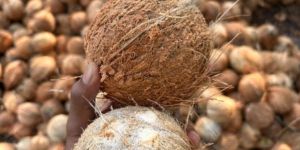 Fully Husked Coconut