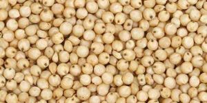 Sorghum Seeds