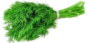 Green Dill Leaves