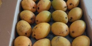 Fresh Alphonso Mango