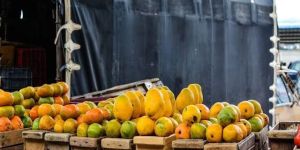 Fresh Alphonso Mangoes