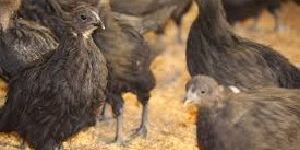 One Month Old Live Kadaknath Chicks