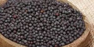 Black Mustard Seeds