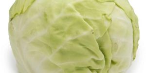 Fresh Cabbage
