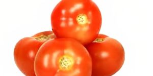 Fresh Red Tomato
