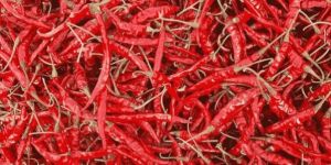 Teja Chilli