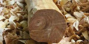 Natural White Sandalwood Log