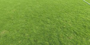 Selection Number 1 Grass