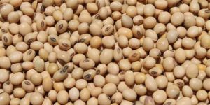 Soya Bean