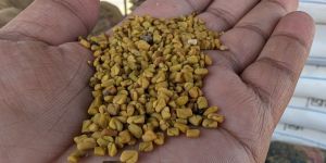Fenugreek Seed