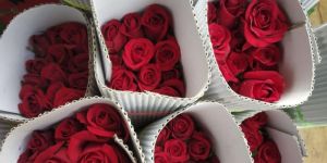 Fresh Red Rose