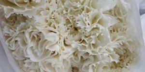 Fresh White Carnation Flower