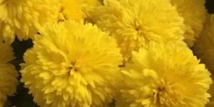 Yellow Kumki Flowers