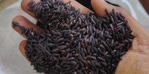 Organic Black Rice