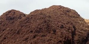 Coir Pith Powder