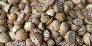 Betel Nuts