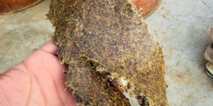 Cotton Seeds Oil Cake