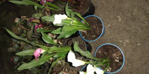 Anthurium Flower Plants