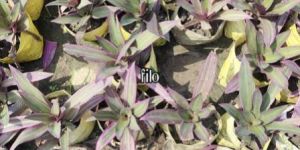 Rio Red Outdoor Decoration Plant