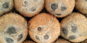 Fresh Mature Malabar Coconuts
