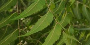 Neem Powder