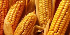 Yellow Maize Seeds