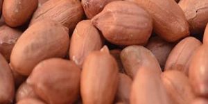 Bold Groundnut Kernels