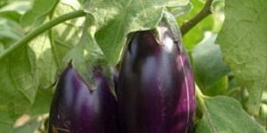 Brinjal
